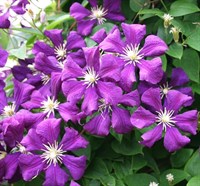 Клематис фиолетовый Этуаль Виолетт -фиолетовый