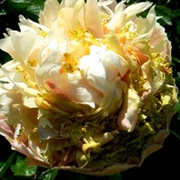 Пион Квитцин (Paeonia Quitzin) Пион Квитцин (Paeonia Quitzin)