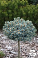 Ель колючая Блю Болл на штамбе 80-100 см (Picea pungens Blue Ball)