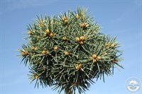 Ель колючая Брюнек на штамбе 75-85 см