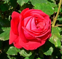 Роза Дам де Кер на штамбе 100 см (Rosa Dame de Coeur) Роза Дам де Кер на штамбе 100 см (Rosa Dame de Coeur)