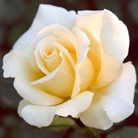 Роза Элина на штамбе-желтый Роза Элина на штамбе-желтый
