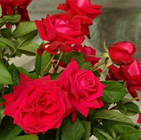 Роза Ена Харкнесс на штамбе-красный Роза Ена Харкнесс на штамбе-красный