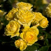 Роза Фрезия на штамбе -желтый Роза Фрезия на штамбе -желтый