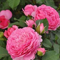 Роза Катарина Фрайла -розовый Роза Катарина Фрайла -розовый