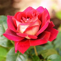 Роза Кроненбург на штамбе -красный