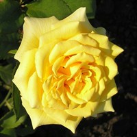 Роза Ландора на штамбе-желтый Роза Ландора на штамбе-желтый