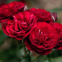 Роза Лаваглут на штамбе-темно-бордовый