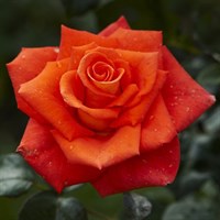 Роза Моника на штамбе-оранжевый