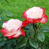 Роза Ностальжи на штамбе-двухцветный