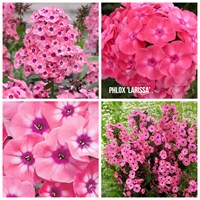 Флокс метельчатый Лариса (Phlox paniculata Larissa) Флокс метельчатый Лариса (Phlox paniculata Larissa)