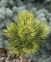 Сосна горная Саншайн   (Pinus mugo 'Sunshine') 3697