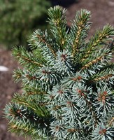 Ель сербская Александра на штамбе (Picea omorika  Alexandra) 3726