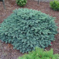 Ель колючая Вальдбрун (Picea pungens 'Waldbrunn')