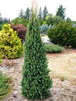 Ель обыкновенная Купрессина (Picea abies Cupressina)