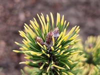 Сосна горная Голден Флеш (Pinus mugo Golden Flash)