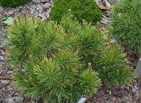 Сосна горная Пятра Краюлуй (Pinus mugo Piatra Craiului)