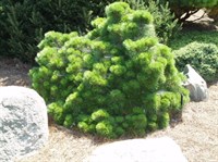 Сосна черная Хельга (Pinus nigra Helga)