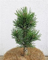 Сосна горная Вавел (Pinus mugo Wawel)