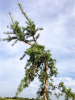 Сосна Бэнкса Буш Твистер (Pinus banksiana 'Bush's Twister')