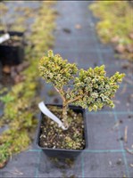 Ель сербская Талага (Picea omorica Talaga)