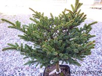 Ель аянская Chinese Marl (Picea jezoensis Chinese Marl)