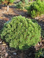 Сосна горная Экселанс (Pinus mugo Exelence)