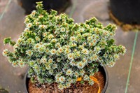 Ель сербская Пимоко на штамбе (Picea omorika Pimoko)