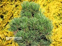 Сосна  скрученная Krnak (Pinus contorta Krnak)
