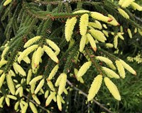 Ель восточная Ауреоспиката (Picea orientalis Aureospicata)