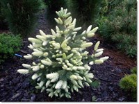 Ель колючая Вайт Гост (Picea pungens White Ghost)