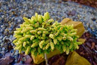 Ель восточная Tom Thumb Gold (Picea orientalis Tom Thumb Gold) 3887