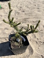 Сосна Банкса Софранка (Pinus banksiana 'Sofranka')