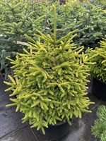 Ель восточная 'Lil Sky'  (Picea orientalis 'Lil Sky') 3905