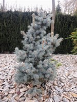 Ель колючая Мекки (Picea pungens Mecky) 3907