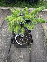 Ель сербская Кубат (Picea omorika Kubat) 3910