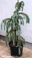 Ель Первана (Picea mexicana 'Pervana')