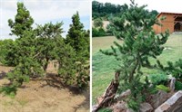 Сосна Банкса Арктис (Pinus banksiana Arctis) 3927