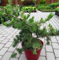 Сосна Банка Вельда (Pinus banksiana Velda Hostplatz) 3928