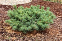 Сосна мелкоцветная "Маленький ёжик" (Pinus parviflora Little Hedgehop) 3930