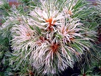 Сосна мелкоцветная Танима-Но-Юки  (Pinus parviflora Tanima-no-Uki) 3931