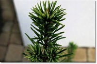 Сосна Банкса Ванц Била (Pinus banksiana Vanc Bila) 3932