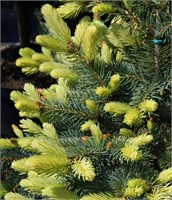 Ель колючая Спринг Санрайз (Picea pungens Spring Sunrise) 3977