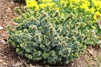 Ель сербская Пимоко на штамбе (Picea omorika Pimoko) 3877