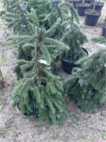 Ель сербская Рэдлоф (Picea omorica Radloff) 3921