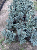 Picea engelmanii Glauca (Ель Энгельмана Глаука) 4026