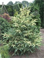 Ель канадская Дент (Picea glauca Dent) 4029