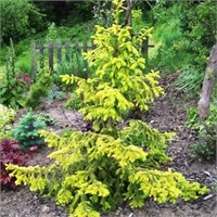 Ель сербская Ауреа (Picea omorika Aurea) 4031