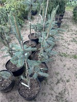Ель колючая Виргата Турава (Picea pungens Virgata Turawa) 4033