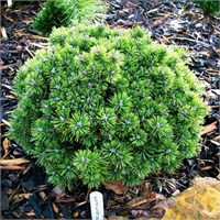 Сосна горная Миникин (Pinus mugo Minikin) 4034